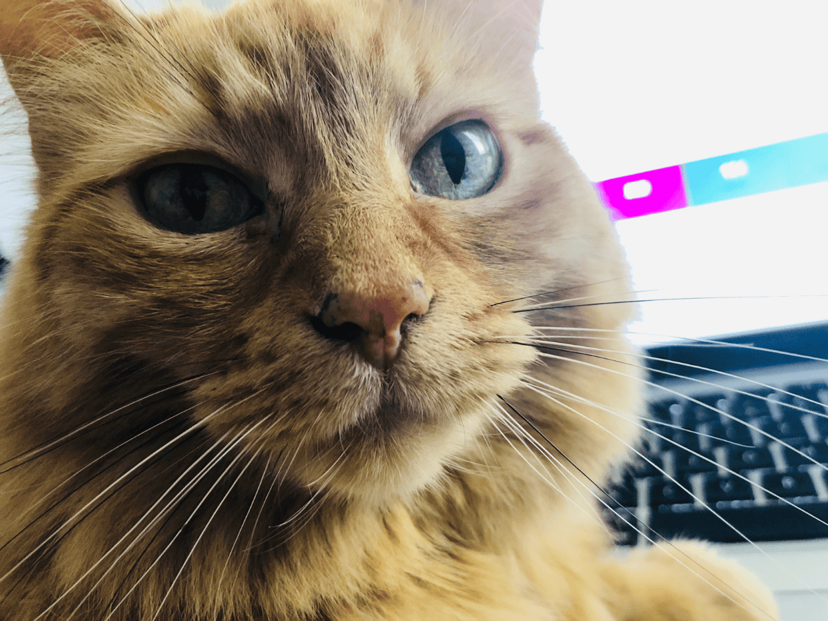 Shishi, an orange cat with blue eyes, stares at the camera with a keyboard in the background.