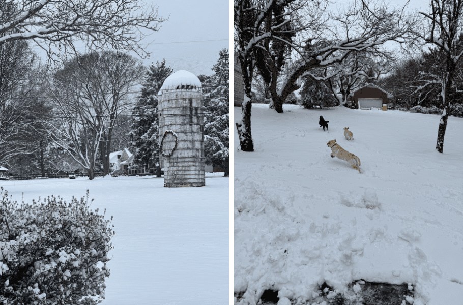 (Left) A silo on and lawn, covered in snow. (Right) Three dogs, two golden and one black, frolicking in the snow.