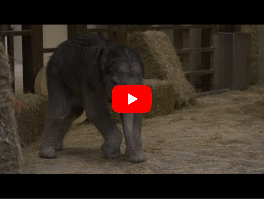 Youtube thumbnail of "Asian Elephant Calf Linh Mai Makes Public Debut"