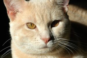 Cat2
