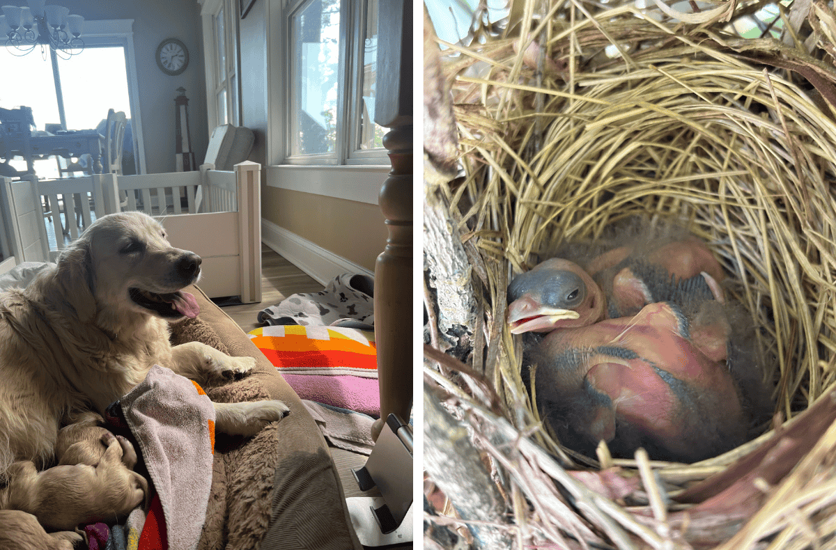 (L) A golden retriever laying on a bed with many small puppies nursing. (R) A close-up of two recently-hatched baby cardinals in their nest.