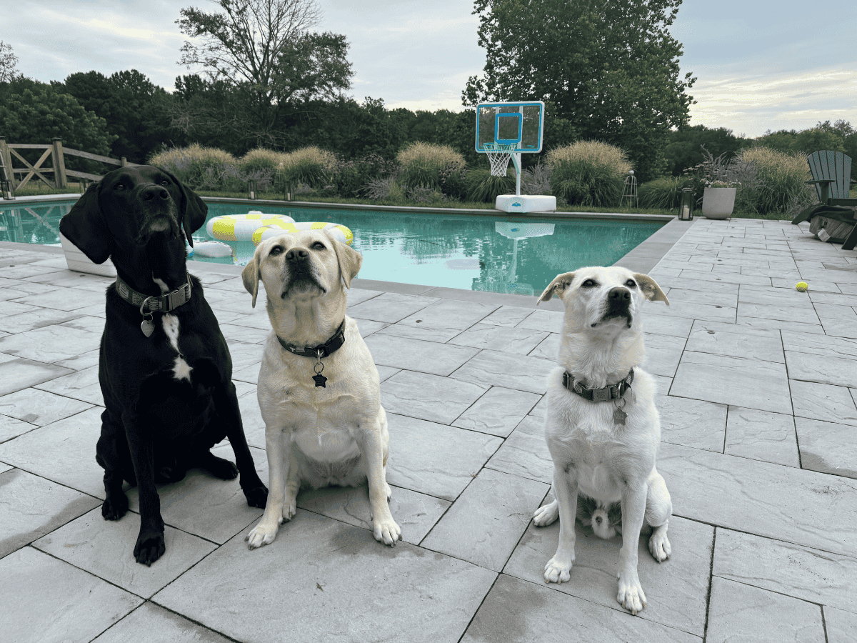 Allison’s three dogs waiting patiently at attention (for a treat) by the pool.
