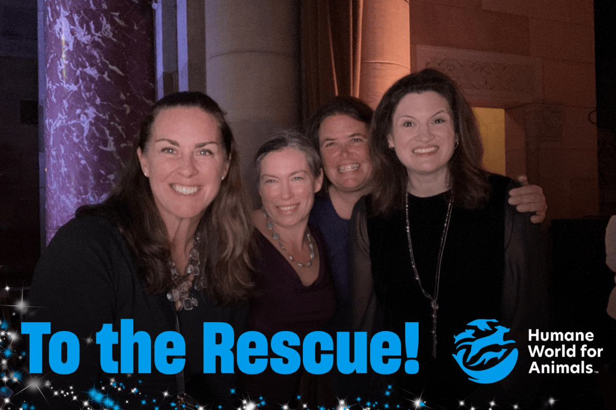 Four Avalonians in their gala finest posing in front of stone columns at the event. There is an overlay reading "To the Rescue! Humane World for Animals"